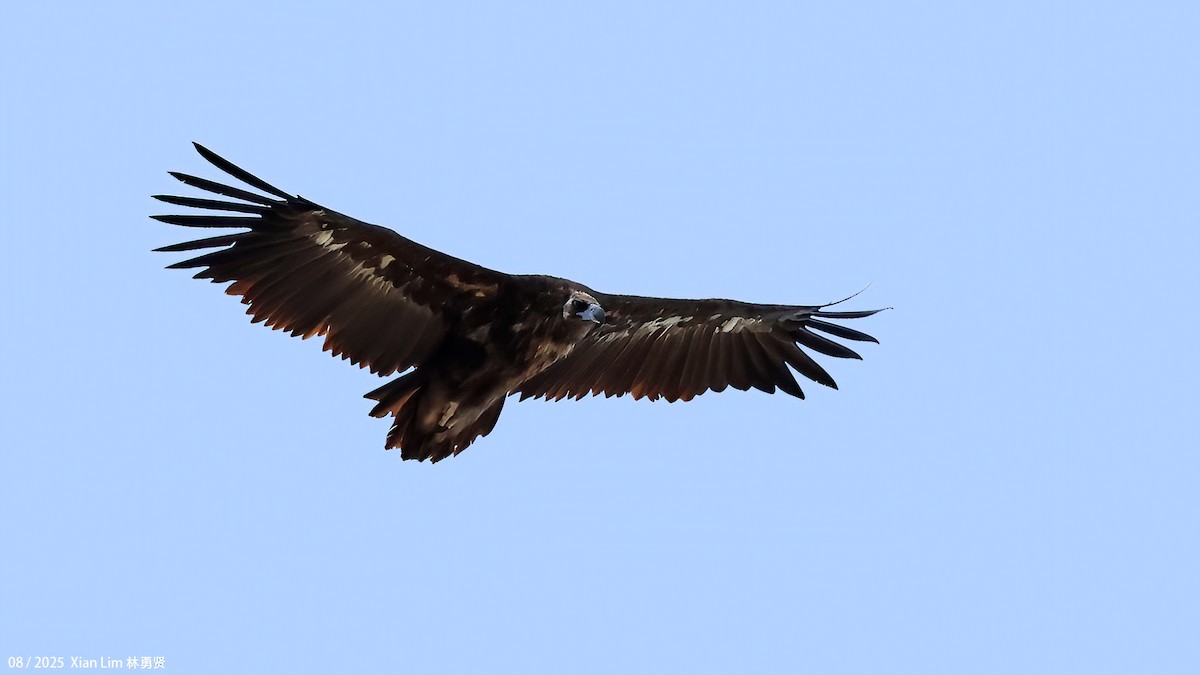Cinereous Vulture - ML645782997