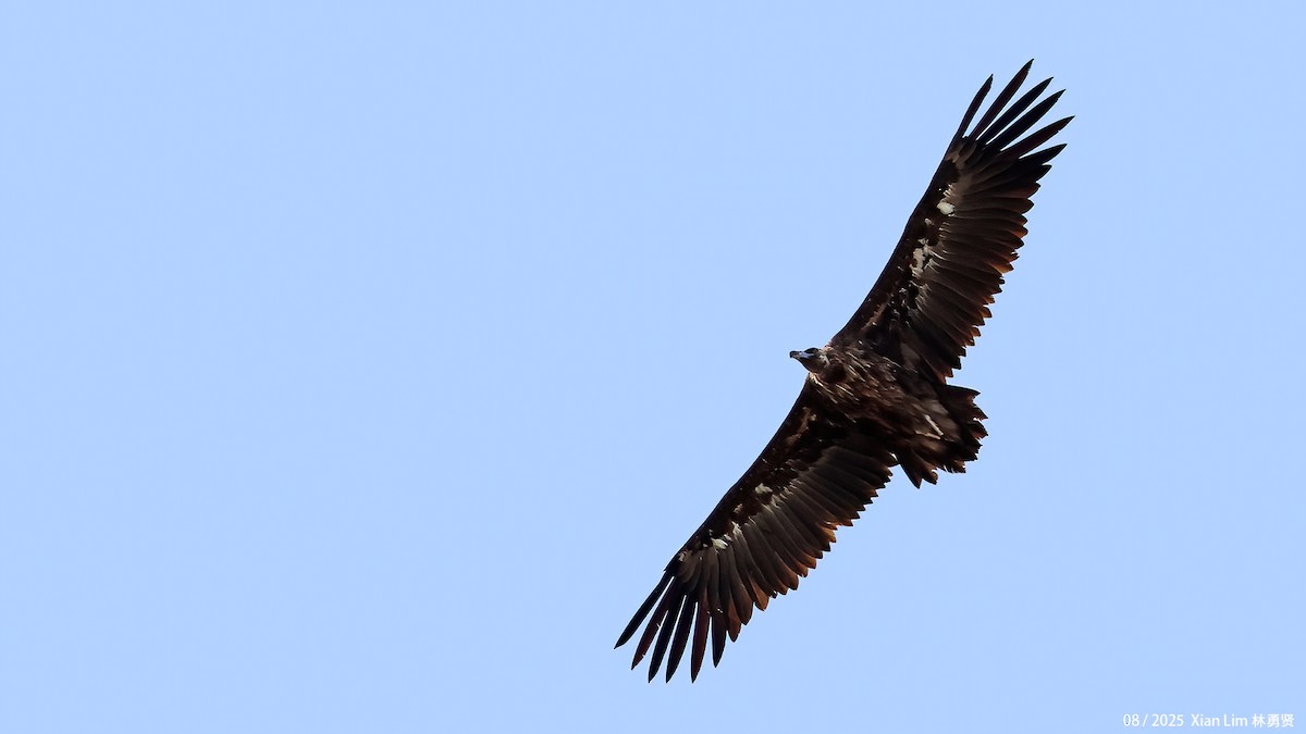 Cinereous Vulture - ML645782998