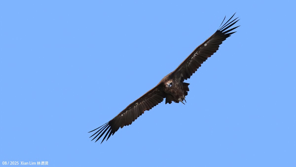 Cinereous Vulture - ML645783000