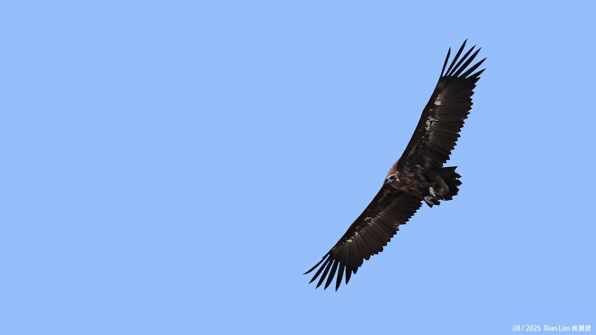 Cinereous Vulture - ML645783001