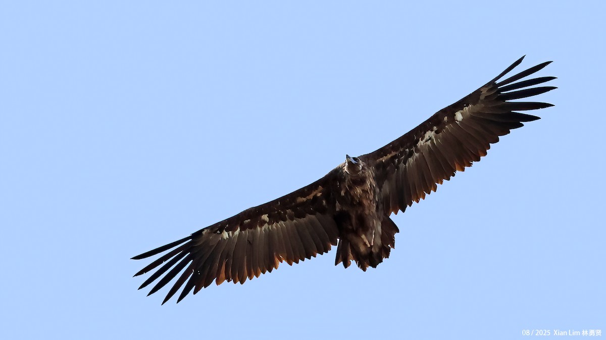 Cinereous Vulture - ML645783002