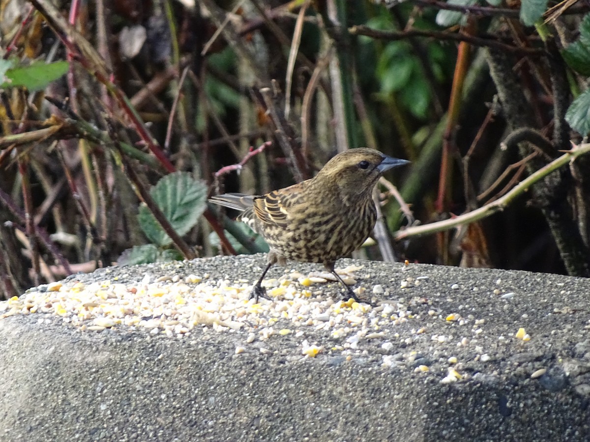 Red-winged Blackbird - ML645783003