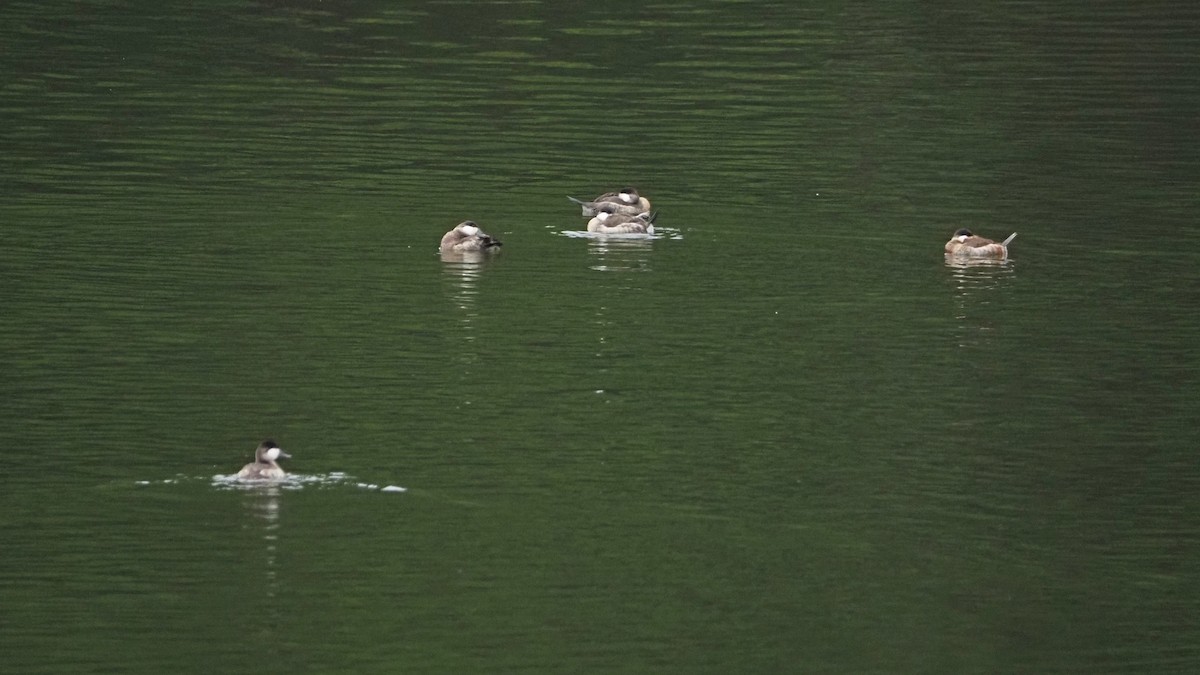 Ruddy Duck - ML645783004