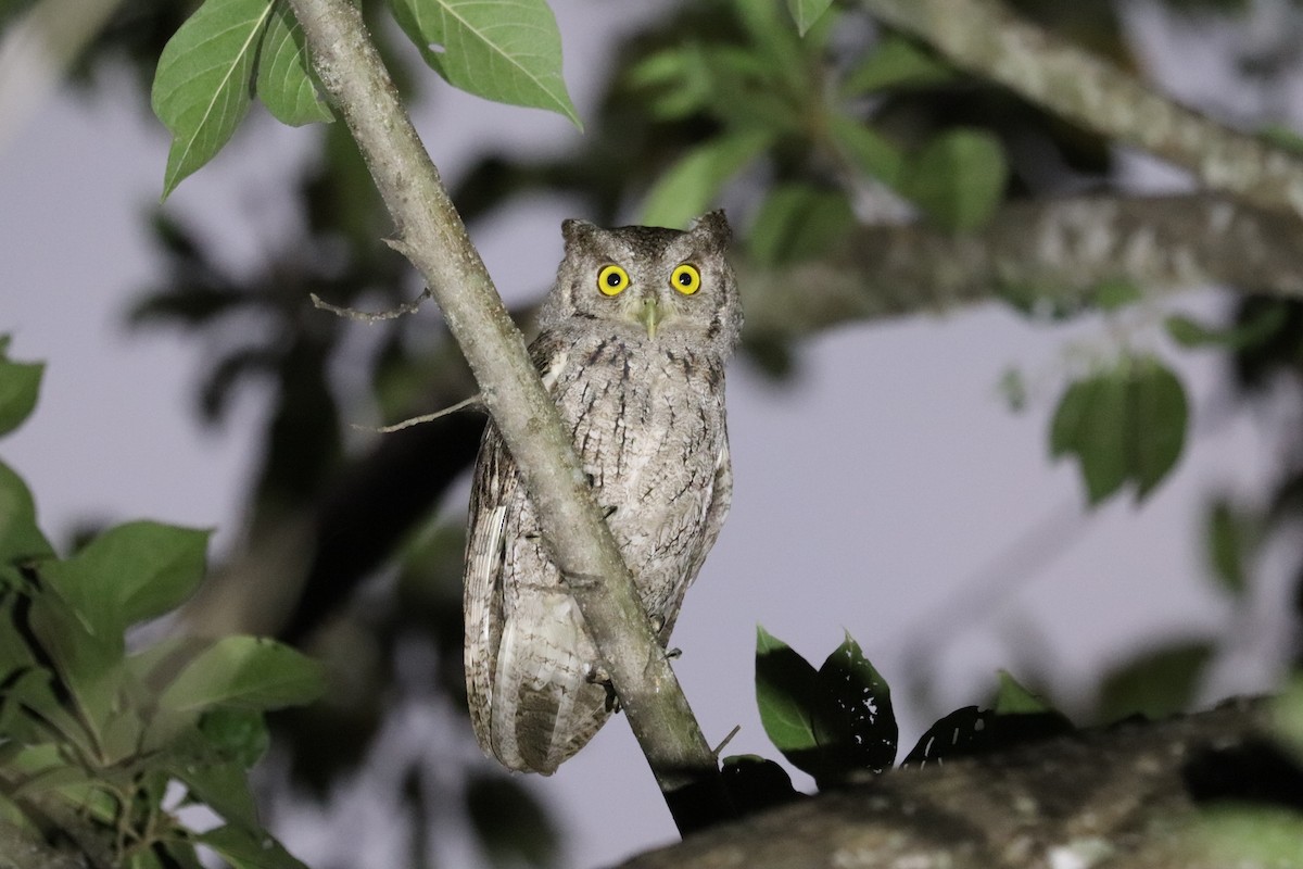 Pacific Screech-Owl - ML645783008