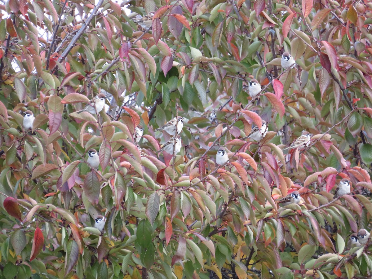 麻雀 - ML645783010