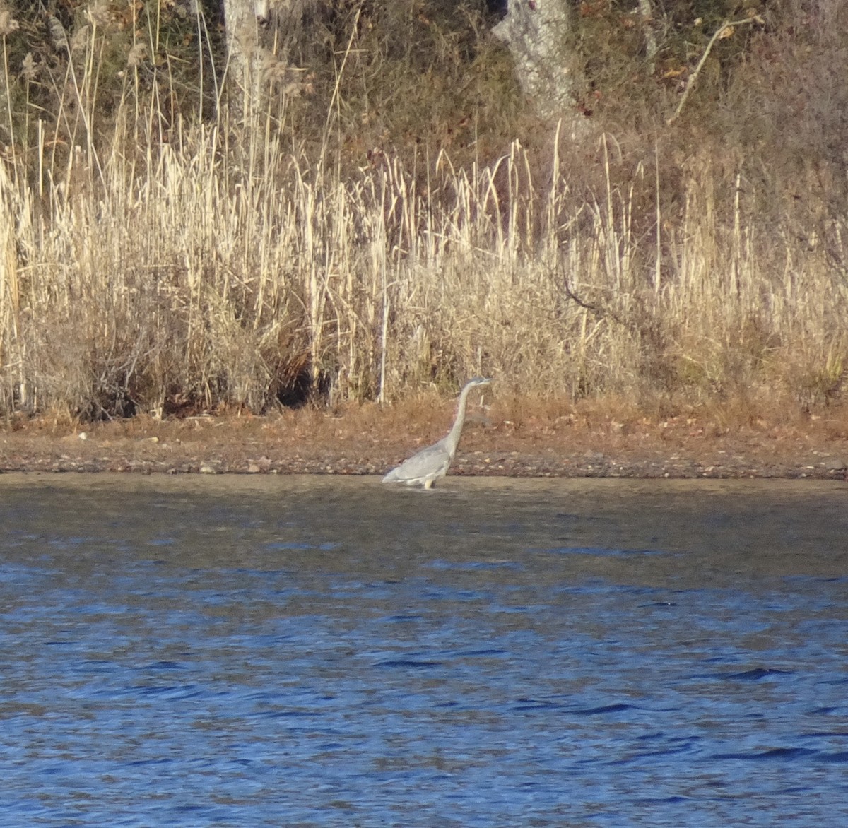 Great Blue Heron - ML645783012