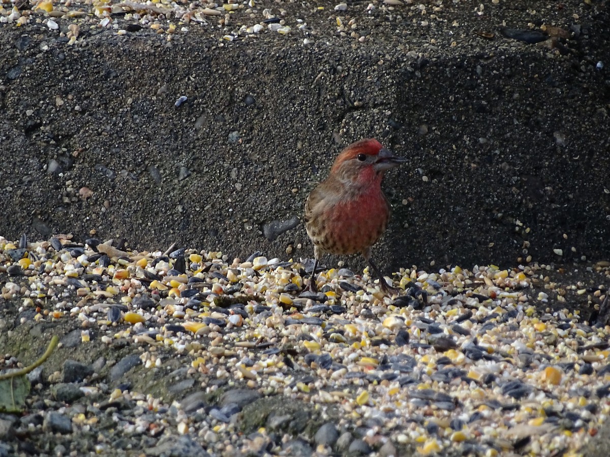 House Finch - ML645783013