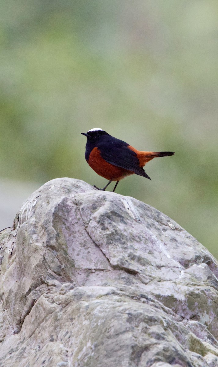 rehek bělohlavý - ML645783019