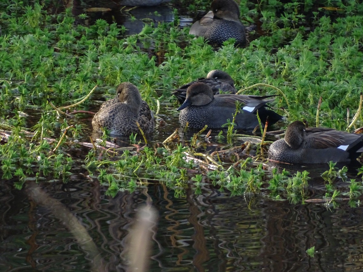 Бор нугас - ML645783035