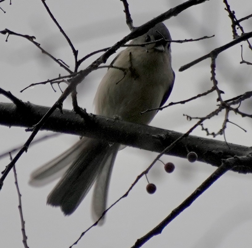 gråduskmeis - ML645783039