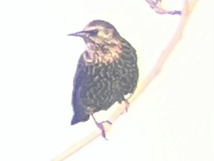 špaček obecný - ML645783041