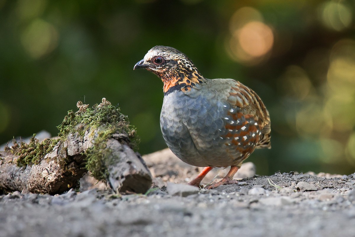 Rufous-throated Partridge - ML645783044