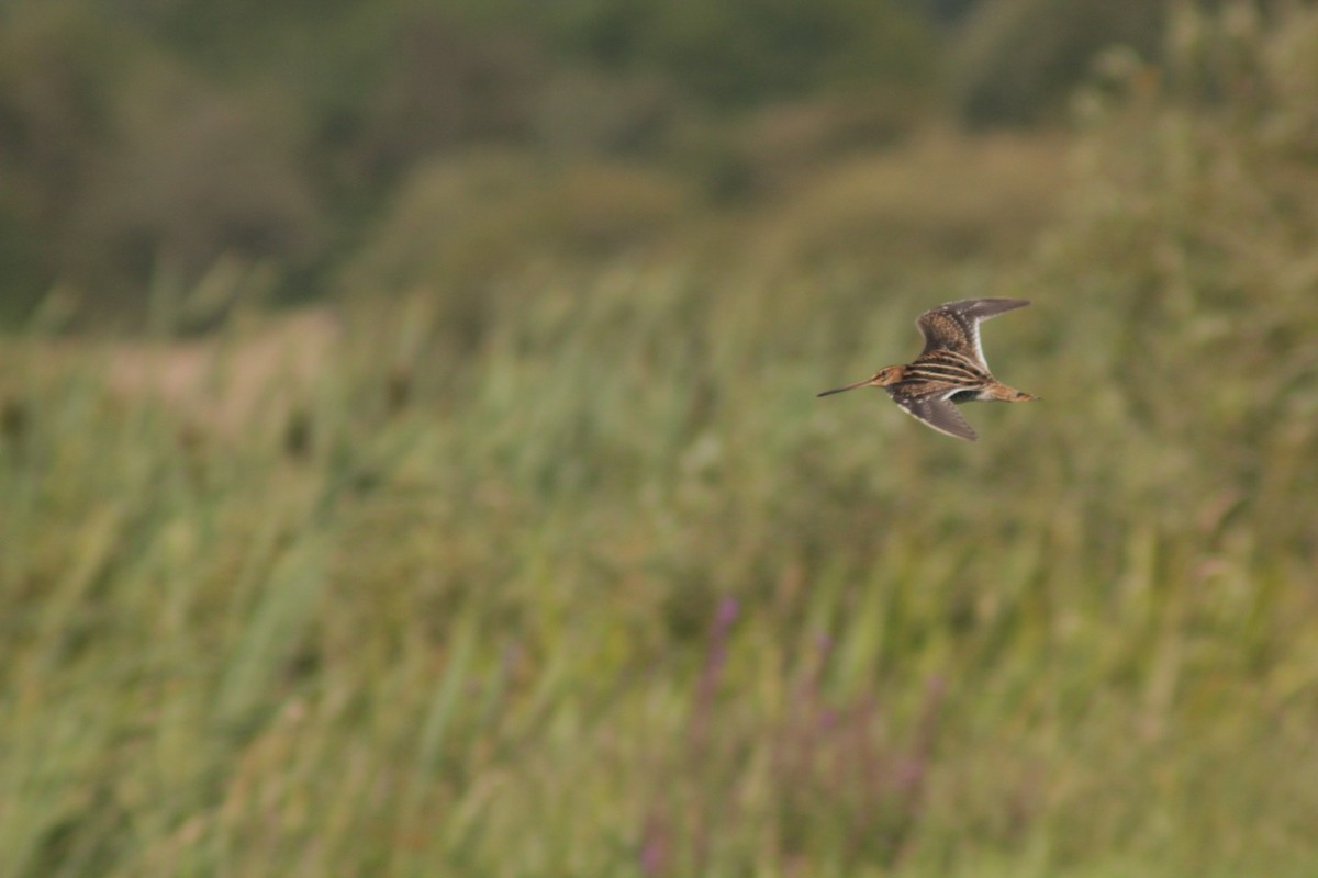 Common Snipe - ML645783051