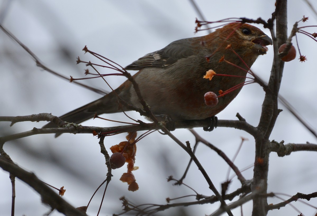 Pinu-gailupa - ML645783052