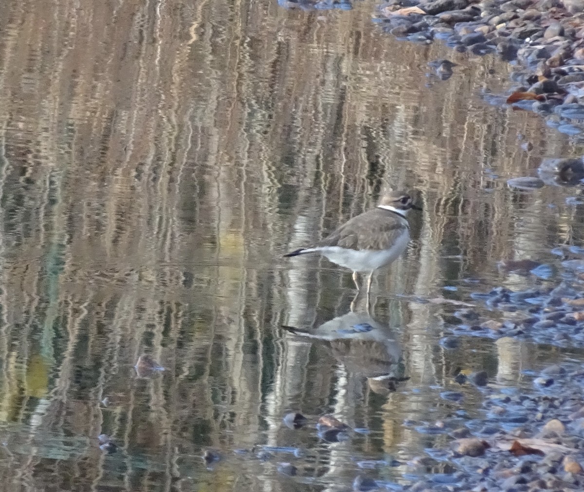 Killdeer - ML645783056