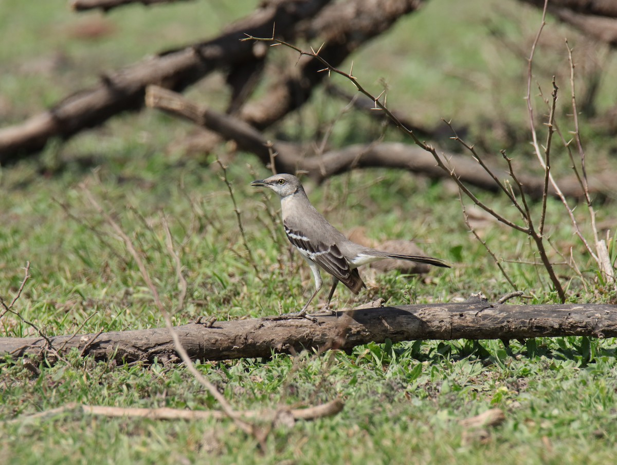 Northern Mockingbird - ML645783057