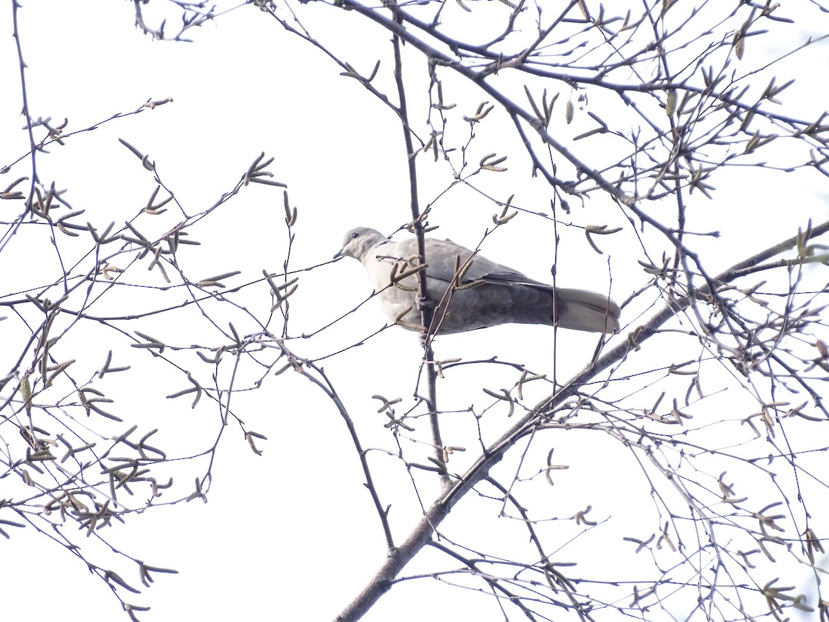 Буулгат хүүрзгэнэ - ML645783073