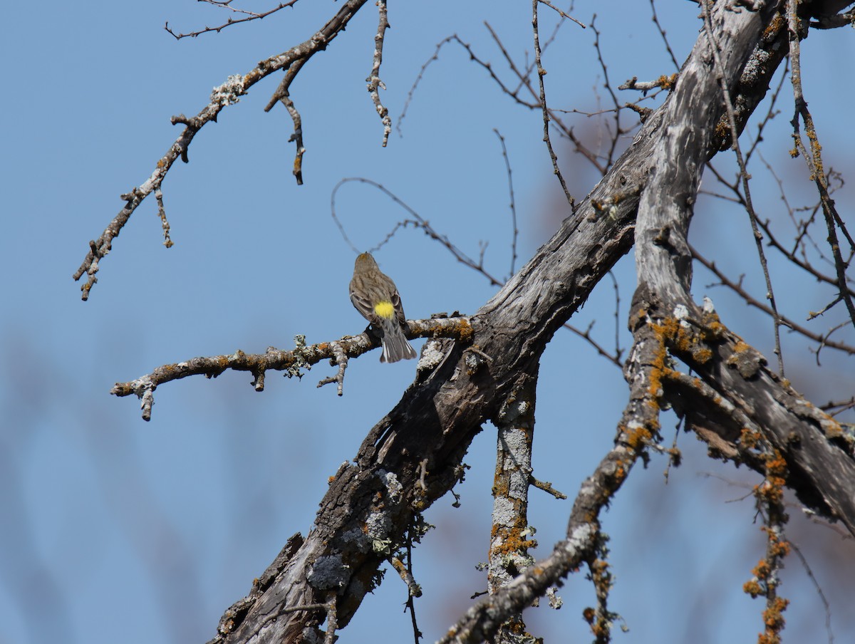 Yellow-rumped Warbler - ML645783081
