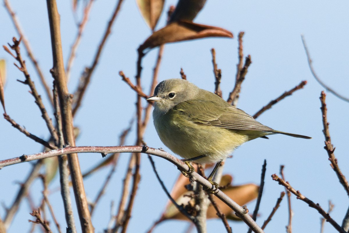 Orange-crowned Warbler - ML645783082