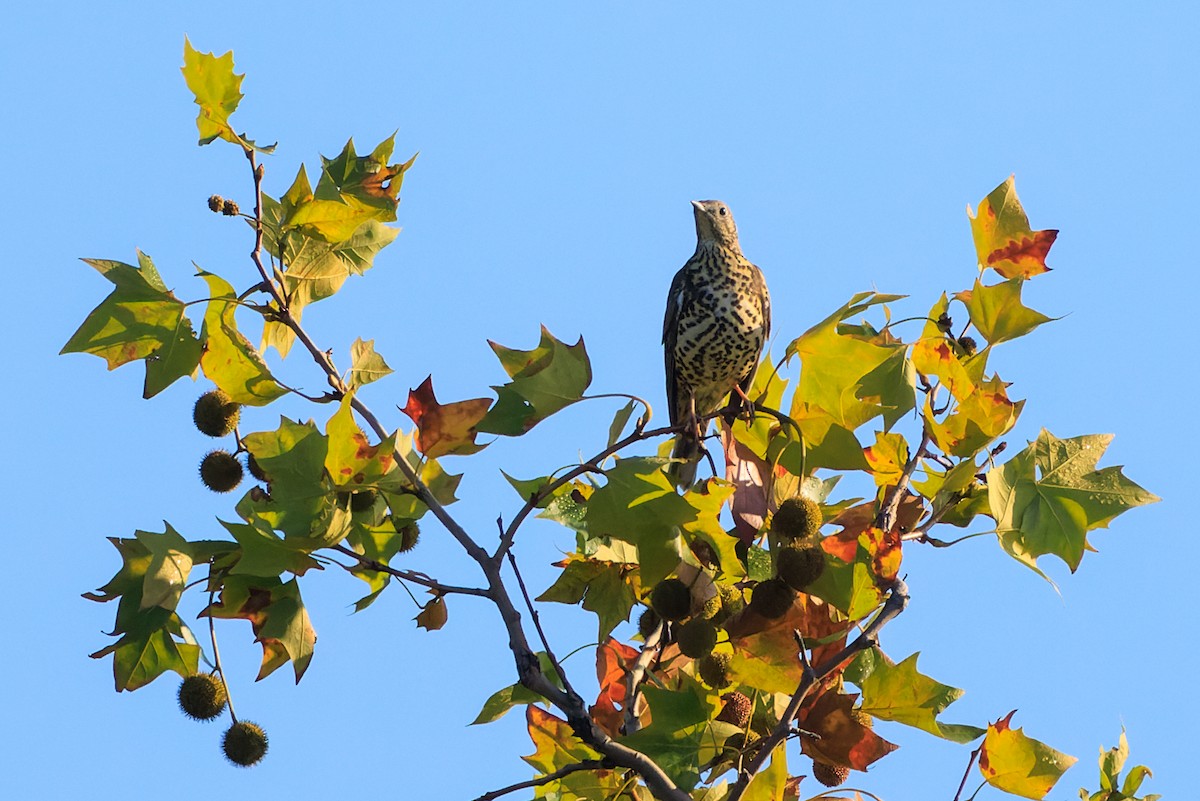 槲鶇 - ML645783088