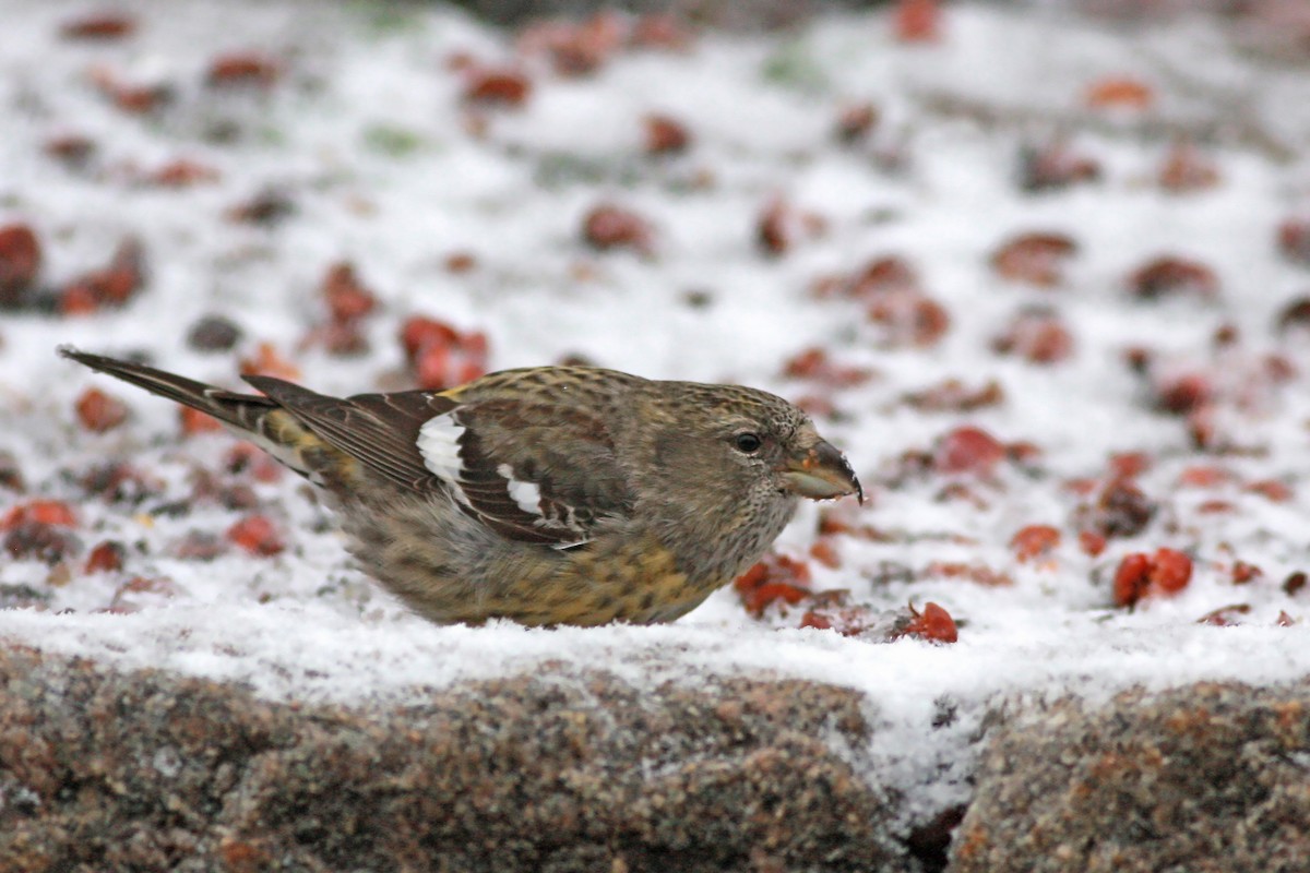 White-winged Crossbill - ML645783092