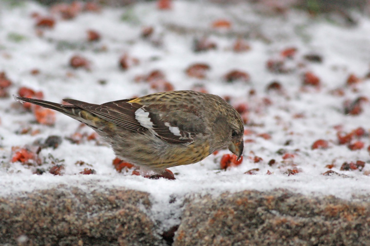 White-winged Crossbill - ML645783093