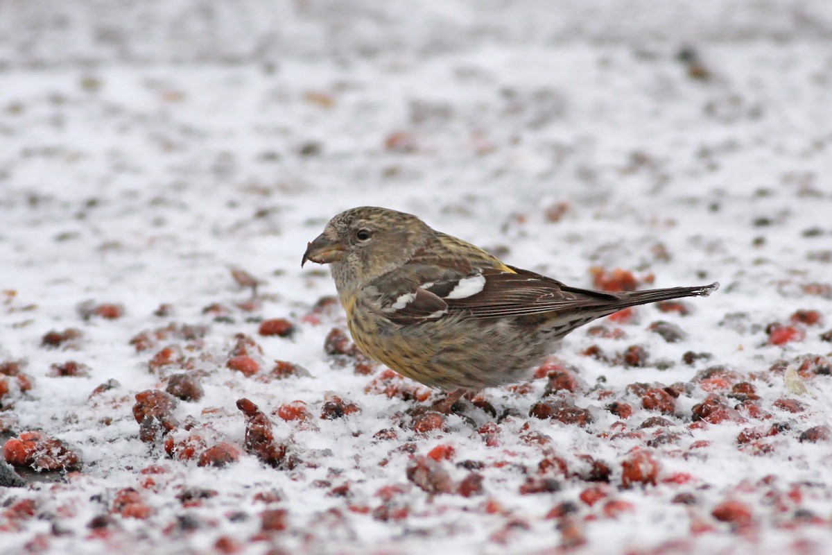 White-winged Crossbill - ML645783094
