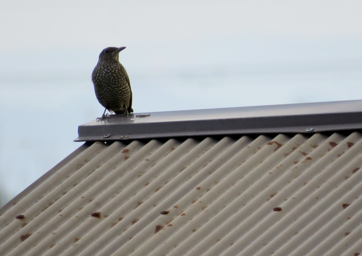 藍磯鶇 - ML645783098