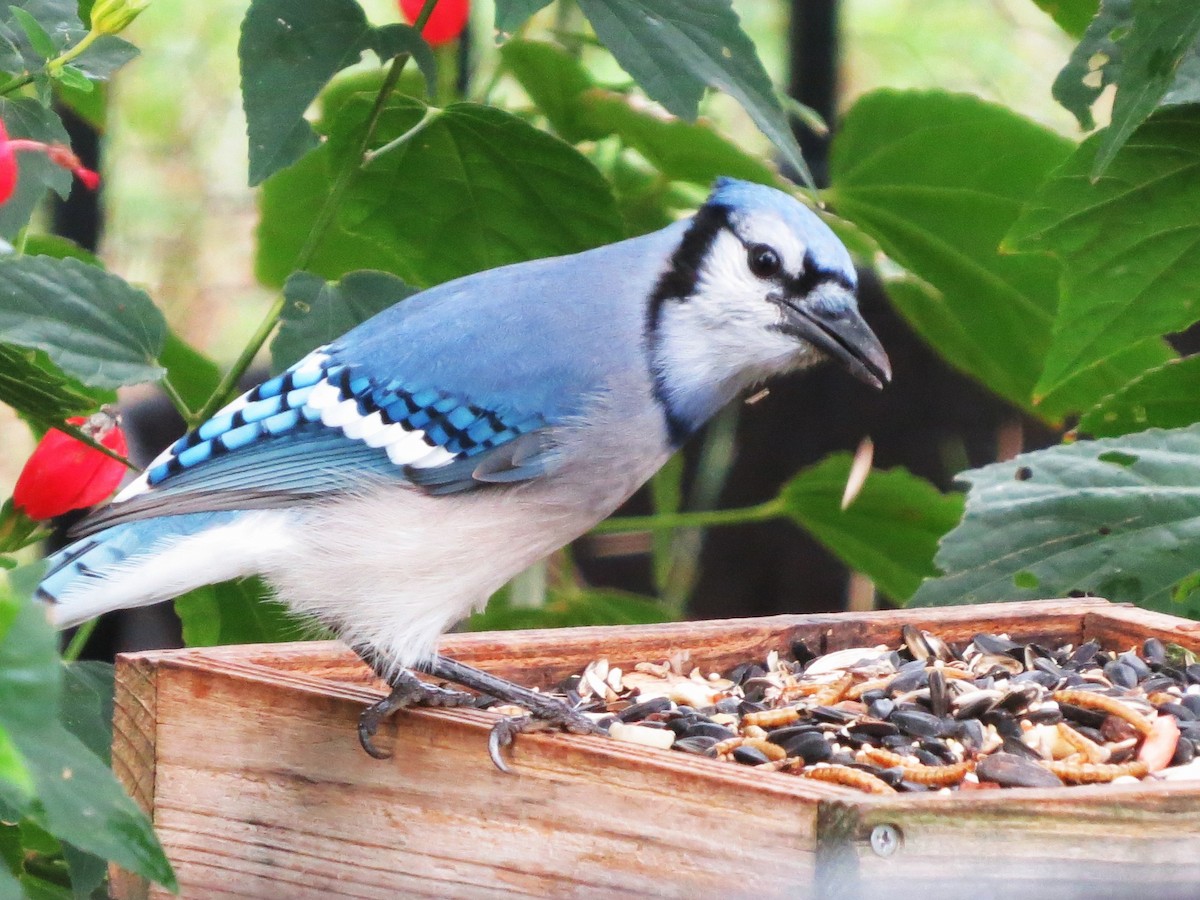 Geai bleu - ML645783099