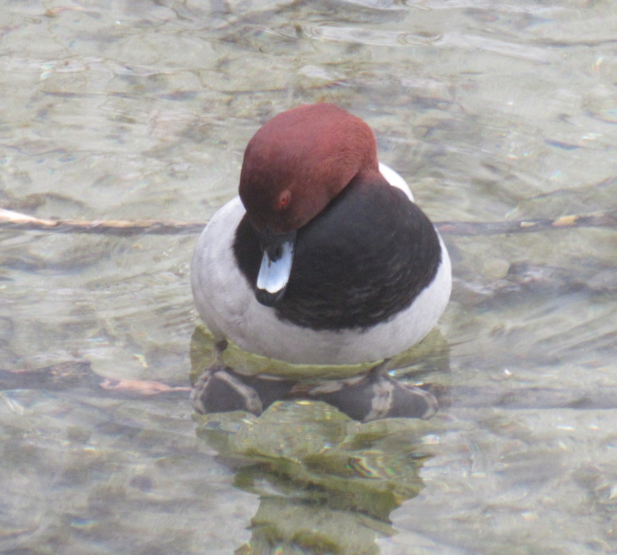 Common Pochard - ML645783100