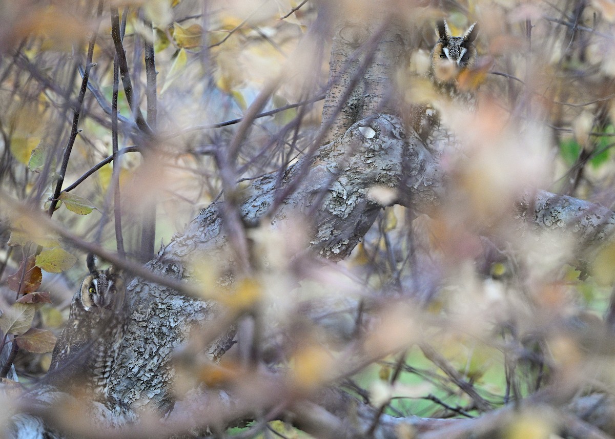 Long-eared Owl - ML645783110