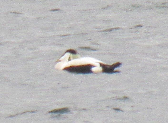 Common Eider - ML645783113