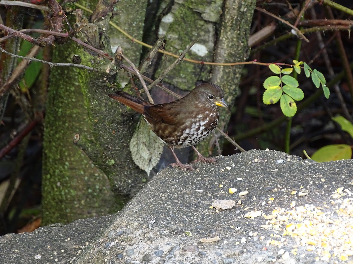 strnadec kaštanový - ML645783116