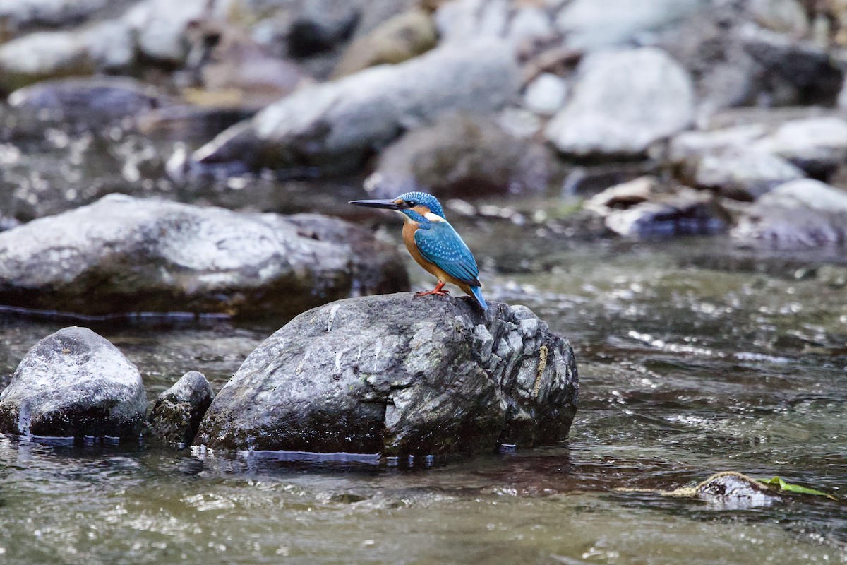 ledňáček říční - ML645783124