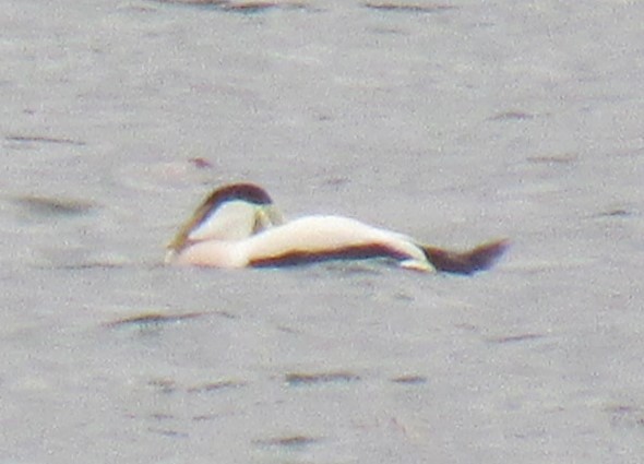 Common Eider - ML645783127