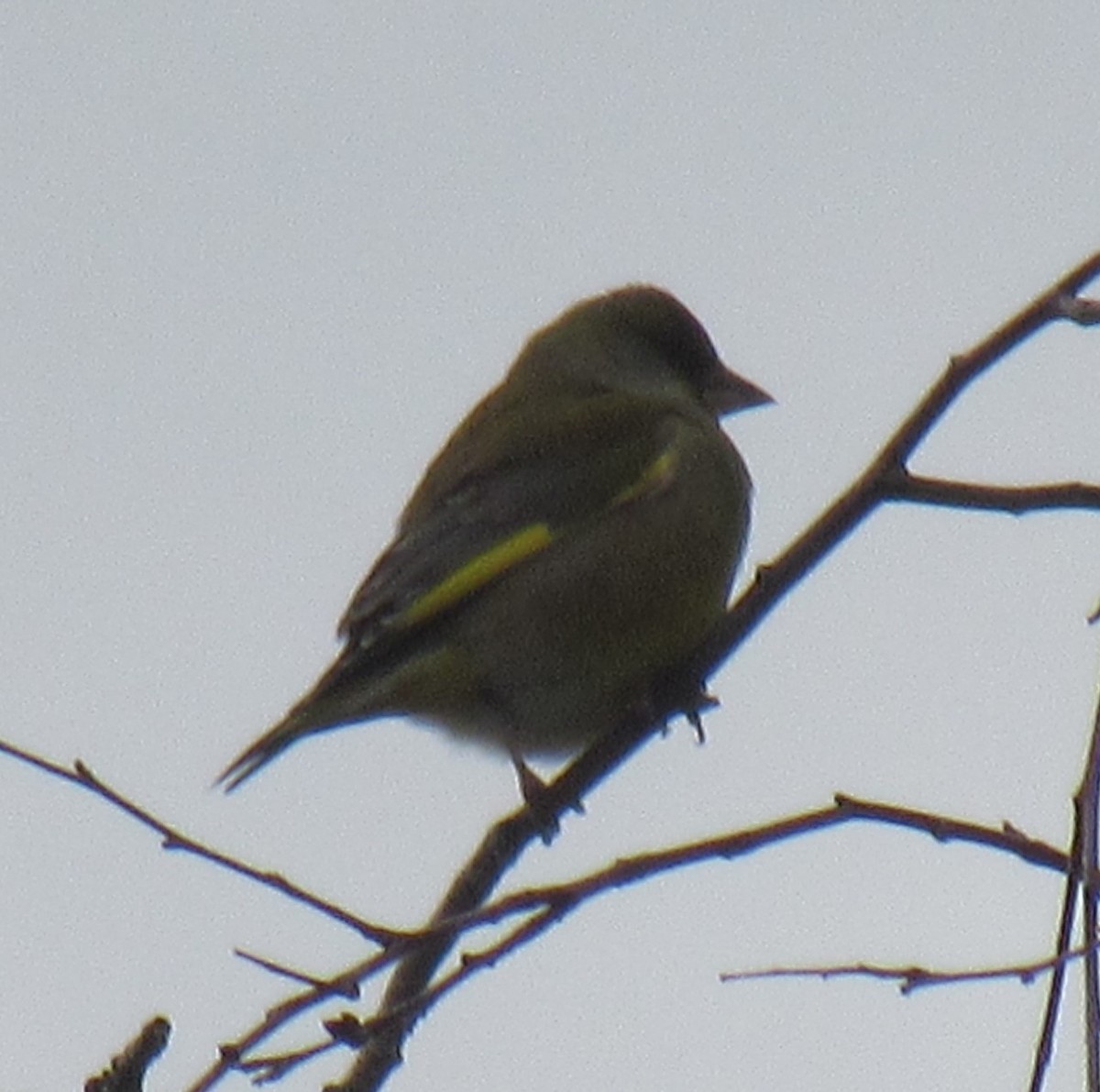 European Greenfinch - ML645783140