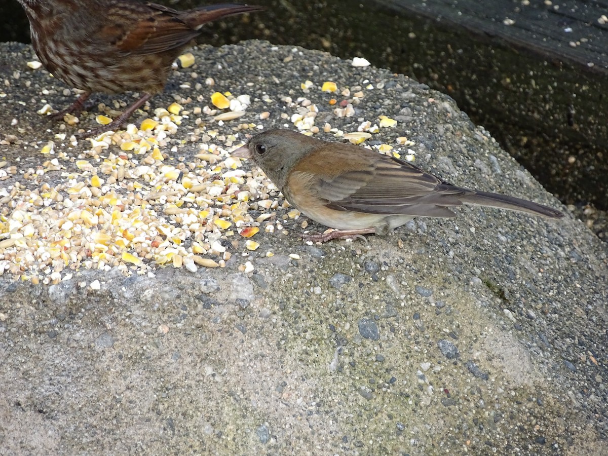 Dark-eyed Junco - ML645783148