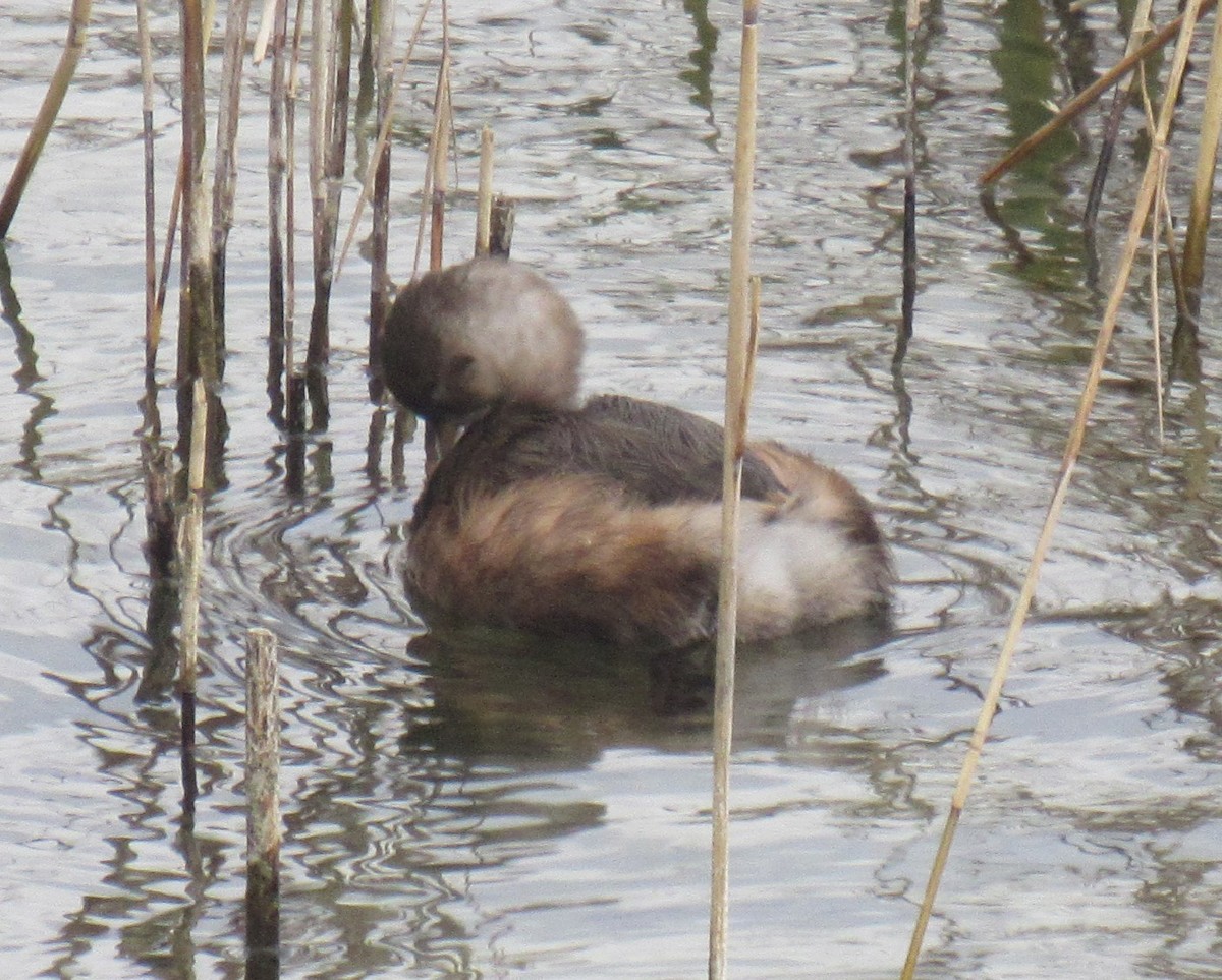 Little Grebe - ML645783152