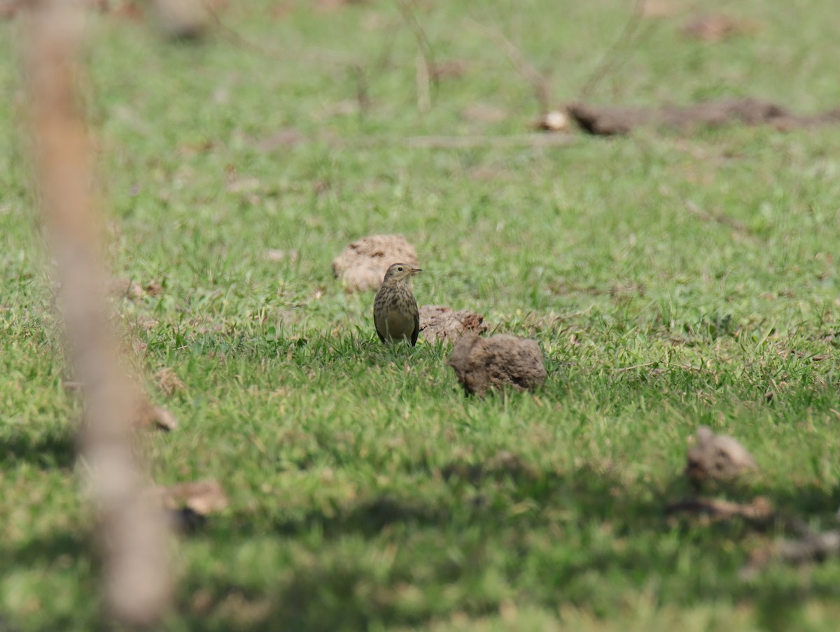 American Pipit - ML645783154