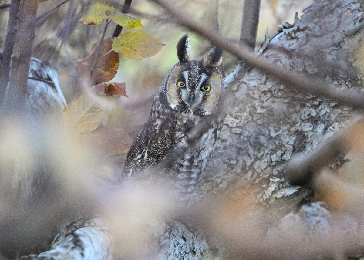 Long-eared Owl - ML645783158
