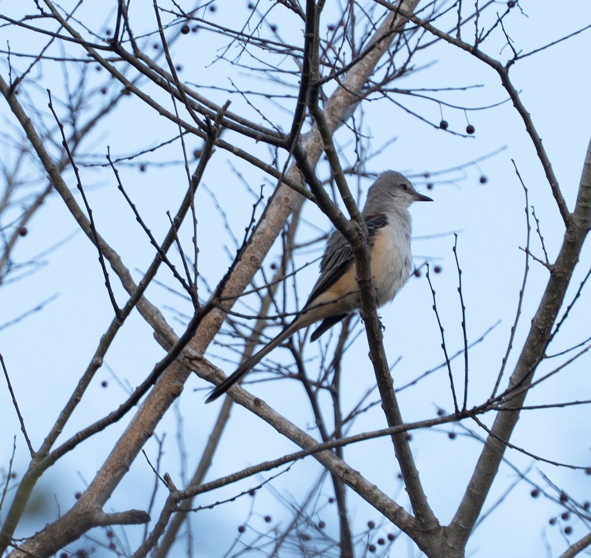 Scissor-tailed Flycatcher - ML645783159