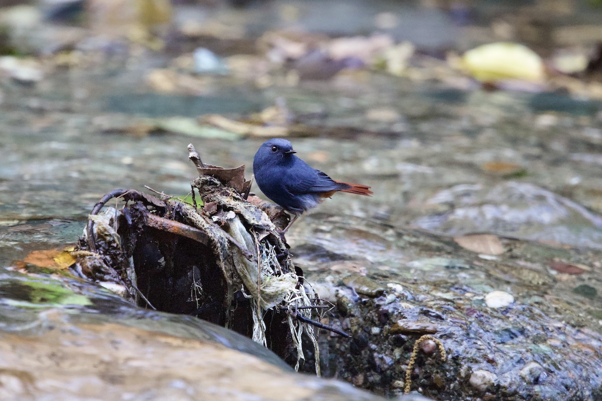 rehek bystřinný - ML645783162