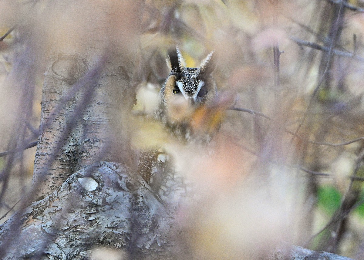 Long-eared Owl - ML645783170