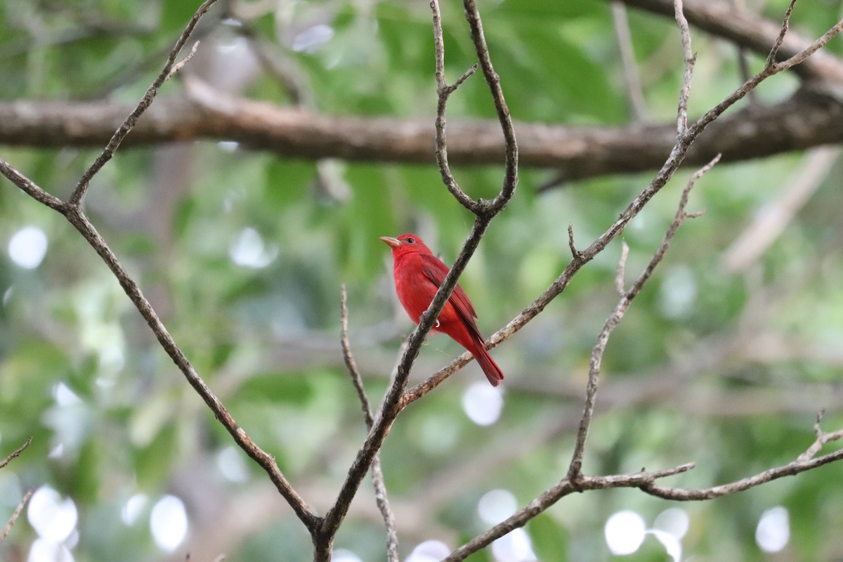 Summer Tanager - ML645783173