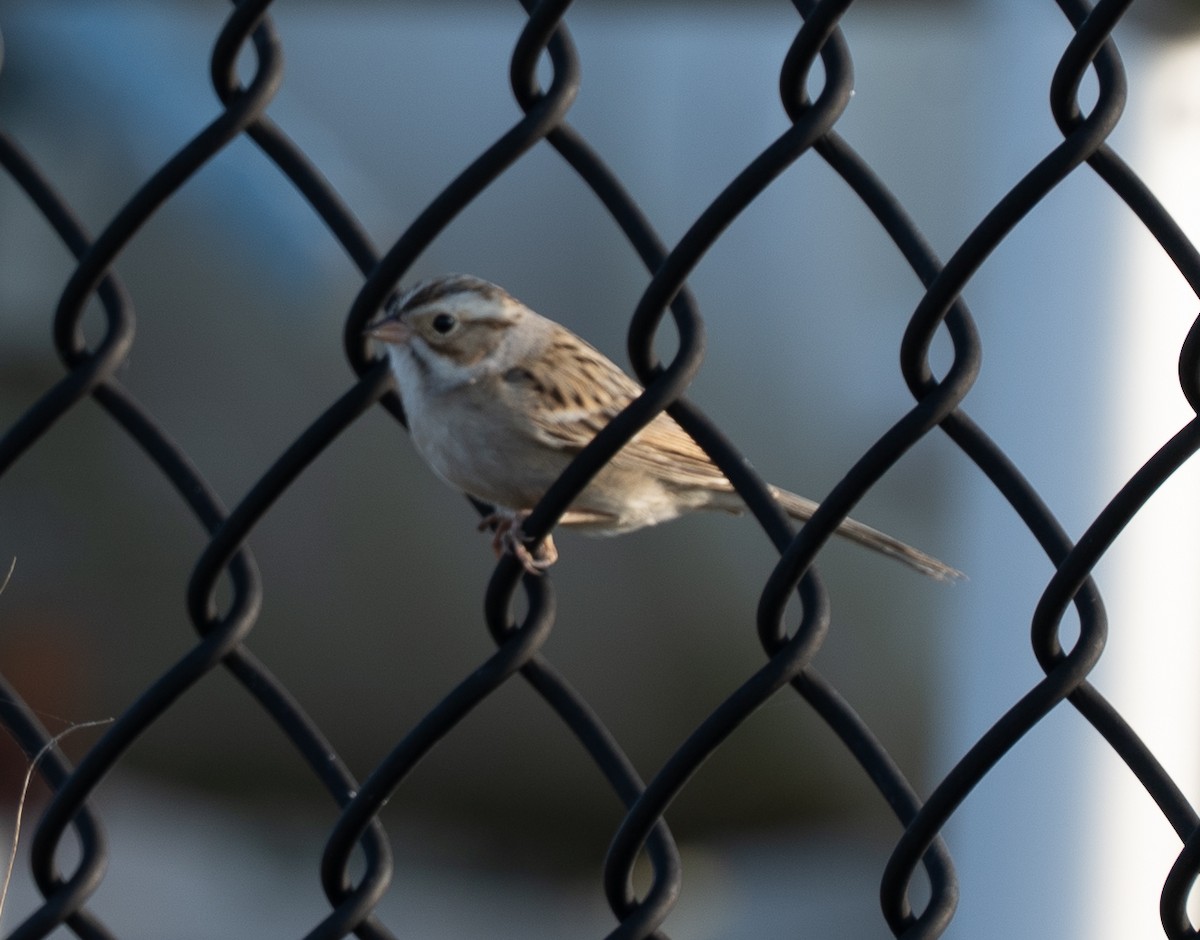 Clay-colored Sparrow - ML645783174