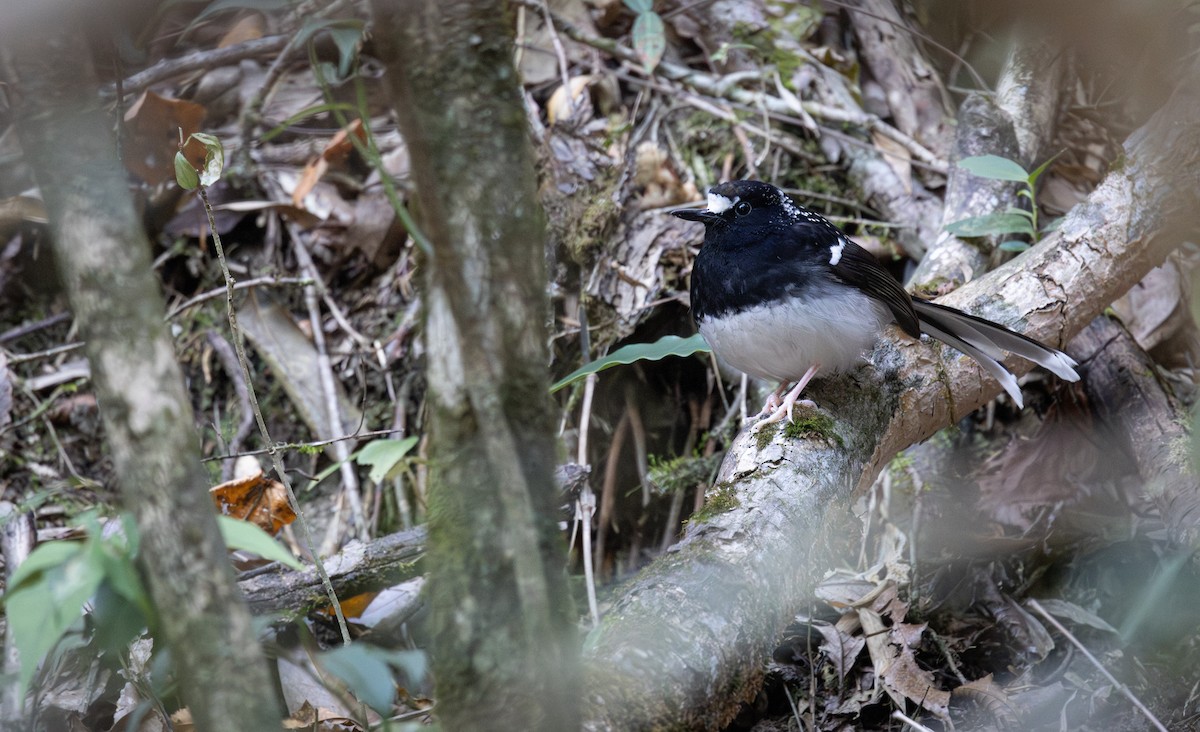 Spotted Forktail - ML645783180