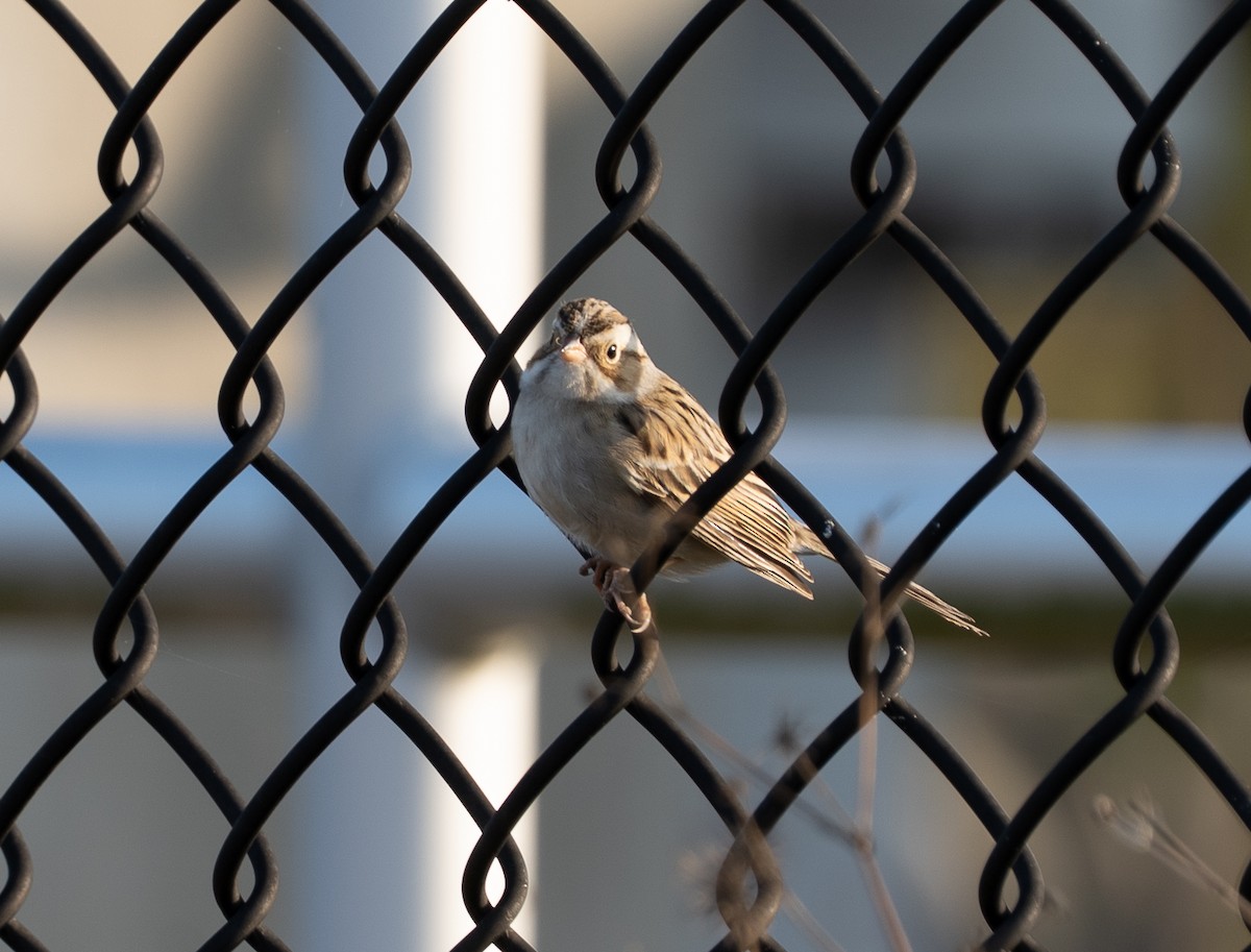 Clay-colored Sparrow - ML645783182