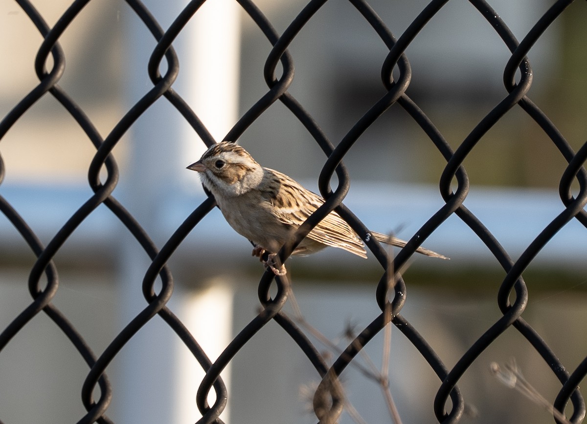 Clay-colored Sparrow - ML645783183