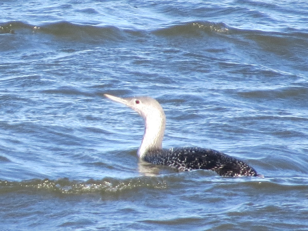 Plongeon catmarin - ML645783192