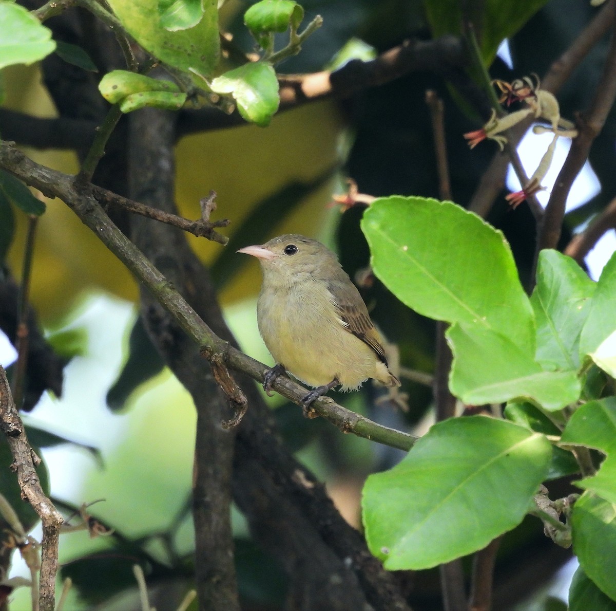 Pale-billed Flowerpecker - ML645783193